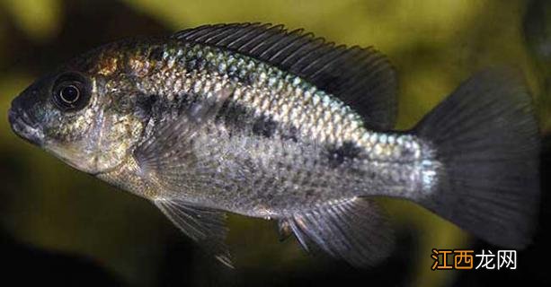 罗非鱼品种及图片大全 罗非鱼有几种品种图片