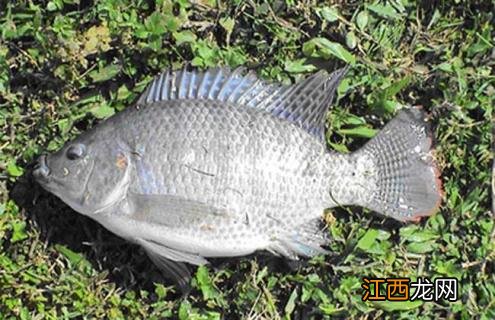 罗非鱼品种及图片大全 罗非鱼有几种品种图片
