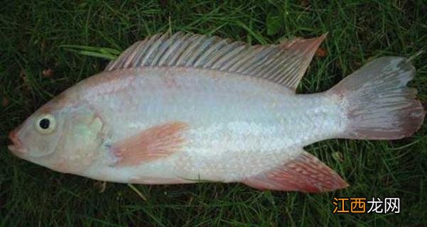 罗非鱼品种及图片大全 罗非鱼有几种品种图片