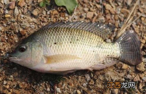 罗非鱼品种及图片大全 罗非鱼有几种品种图片
