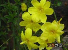 迎春花是什么颜色 迎春花图片 迎春花图片