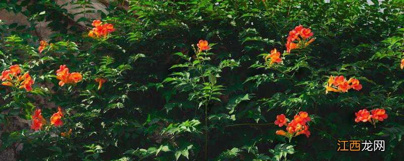 凌霄花耐寒吗 凌霄花耐寒吗?北方室外可以过冬吗?