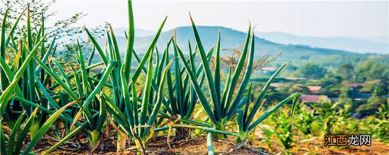 大葱种植时间和方法视频 大葱种植时间和方法