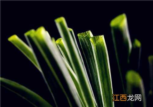 大葱种植时间和方法视频 大葱种植时间和方法