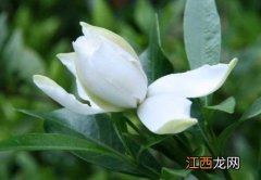 栀子花痕 栀子花