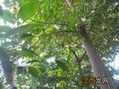 沉香树种植条件 沉香树