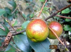 油茶树几年才能结果 油茶树