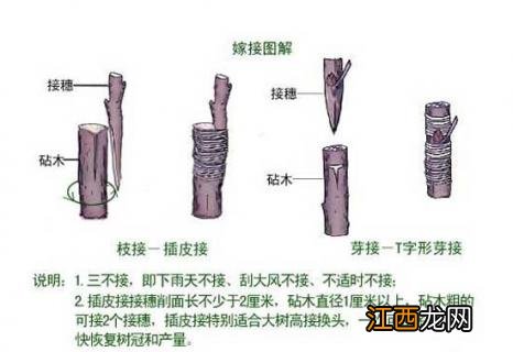 嫁接 嫁接是什么意思