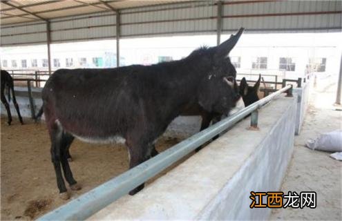 肉驴繁殖周期与繁殖能力 肉驴繁殖技术