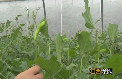 豆虫养殖技术 豆虫养殖技术视频直播