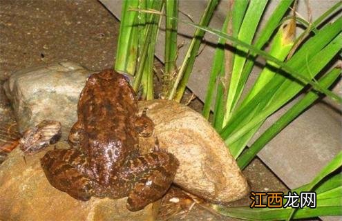 幼蛙的饲养管理 宠物蛙饲养环境