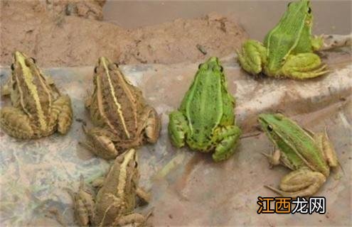 幼蛙的饲养管理 宠物蛙饲养环境