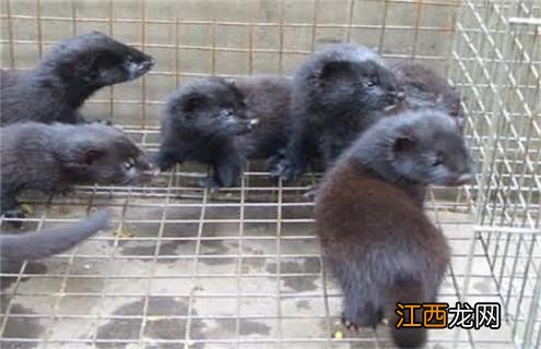 水貂换毛怎么办 水貂毛掉毛怎么办?