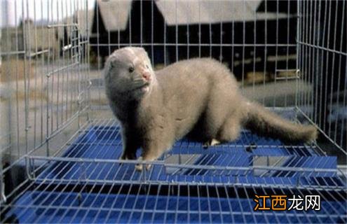 水貂换毛怎么办 水貂毛掉毛怎么办?