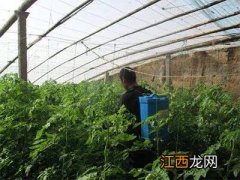 白粉虱抗性大，打不掉，这些方法效果好！