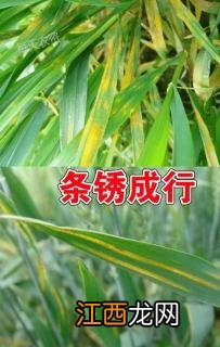 拉响警报！多地小麦病虫害陆续暴发！一定得抓好这些预防关键点