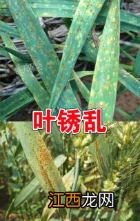 拉响警报！多地小麦病虫害陆续暴发！一定得抓好这些预防关键点