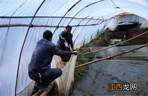 牛蛙怎样越冬 牛蛙越冬注意事项