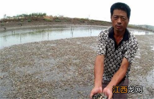 蛏子养殖常见疾病防治方法 蛏子怎么养殖技术