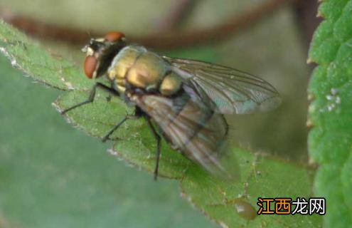 苍蝇是怎么形成的视频 苍蝇是怎么形成的