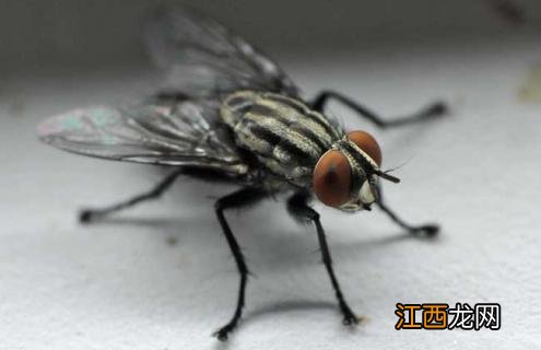 苍蝇是怎么形成的视频 苍蝇是怎么形成的