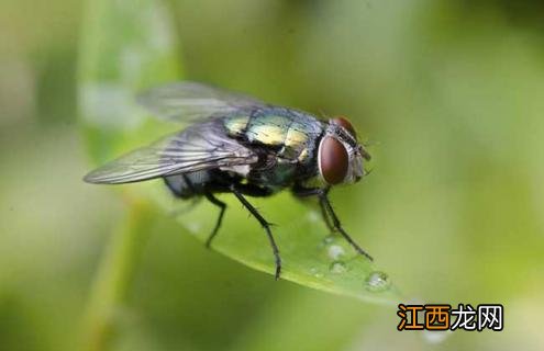 苍蝇是怎么形成的视频 苍蝇是怎么形成的