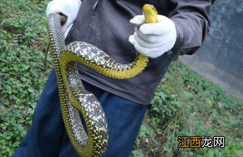 一条菜花蛇多少钱 菜花蛇价格及养殖方法