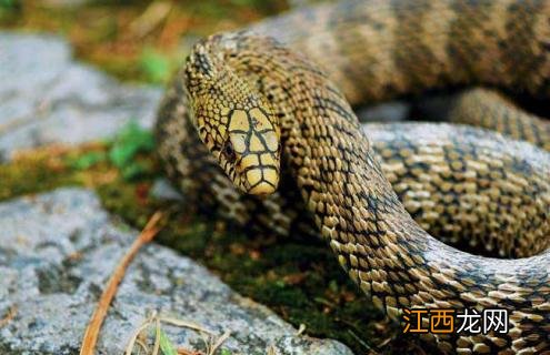 一条菜花蛇多少钱 菜花蛇价格及养殖方法