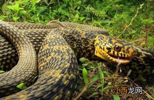 一条菜花蛇多少钱 菜花蛇价格及养殖方法