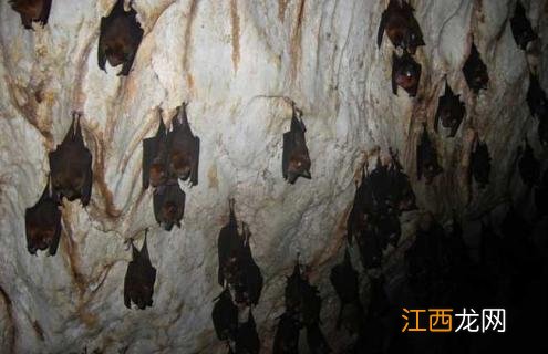 蝙蝠为什么倒挂着睡觉视频 蝙蝠为什么倒挂着睡觉