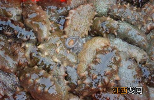 海参是什么动物类型 海参是什么动物