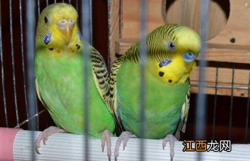 虎皮鹦鹉怎么养 虎皮鹦鹉怎么养 新手养殖诀窍