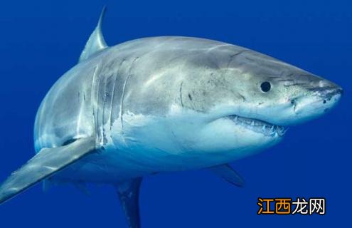 蓝环章鱼的天敌是什么 章鱼的天敌是什么