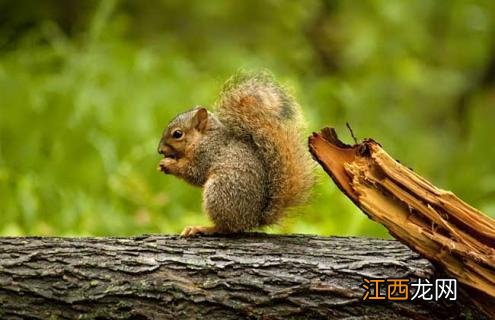 松鼠的生活习性