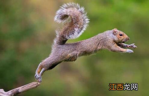 松鼠的生活习性