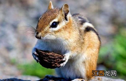 松鼠的生活习性