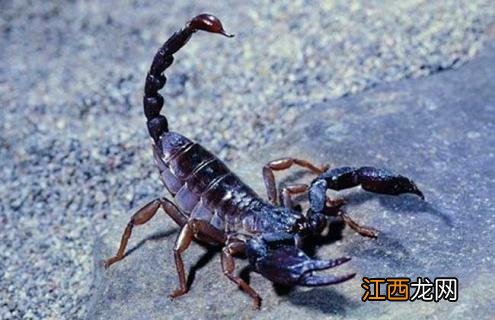 巨蟹吃什么食物 蝎子吃什么食物