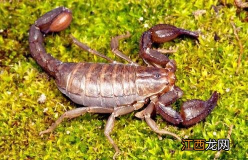 巨蟹吃什么食物 蝎子吃什么食物