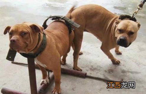 肉狗养殖赚钱吗 养肉狗到底赚不赚钱