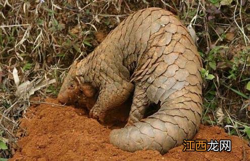 穿山甲是几级保护动物 穿山甲是几级保护动物熊猫几级