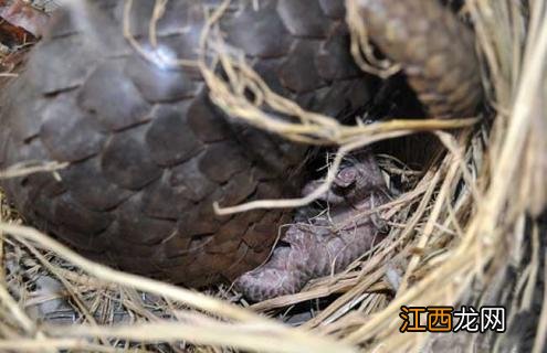 穿山甲是几级保护动物 穿山甲是几级保护动物熊猫几级