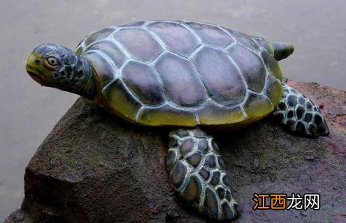 乌龟不吃食怎么办 乌龟不吃食怎么办用什么药
