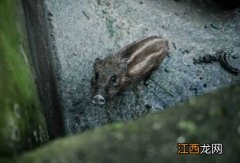 纯种野猪苗多少钱一头