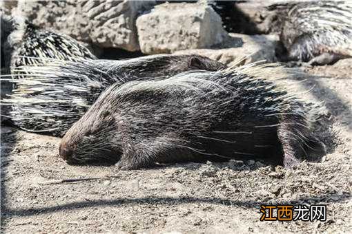 野生豪猪价格多少钱一斤