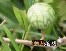 刺天茄怎么吃可化痰 刺天茄怎么吃