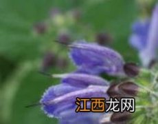 丹参花的功效与作用禁忌 丹参花的功效与作用