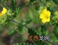 委陵菜的功效与作用及禁忌 委陵菜的功效与作用