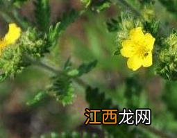 委陵菜的功效与作用及禁忌 委陵菜的功效与作用