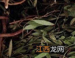 来马回的功效与作用 来马回的功效与作用图片