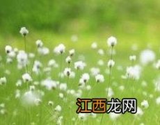 蒲公英怎样去掉寒性 蒲公英怎样去寒性保留药效